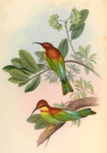 1 34 Pirik Bee Eater