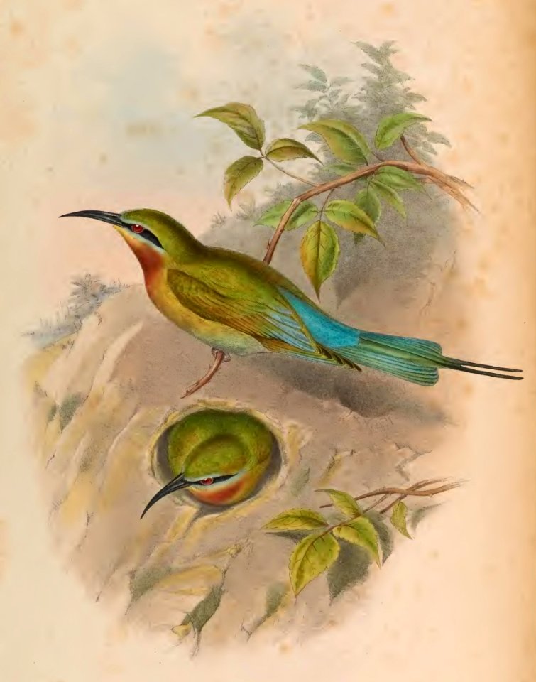 1 36 Philippine Bee Eater