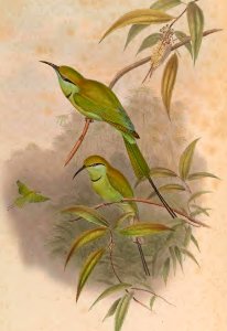 1 35 Hurrial Bee Eater
