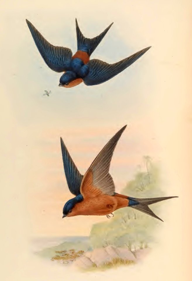 1 30 Ceylonese Mosque Swallow