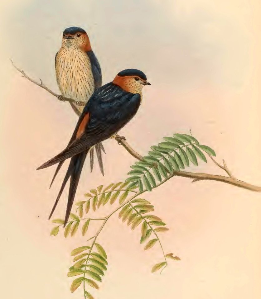 1 29 Indian Mosque Swallow