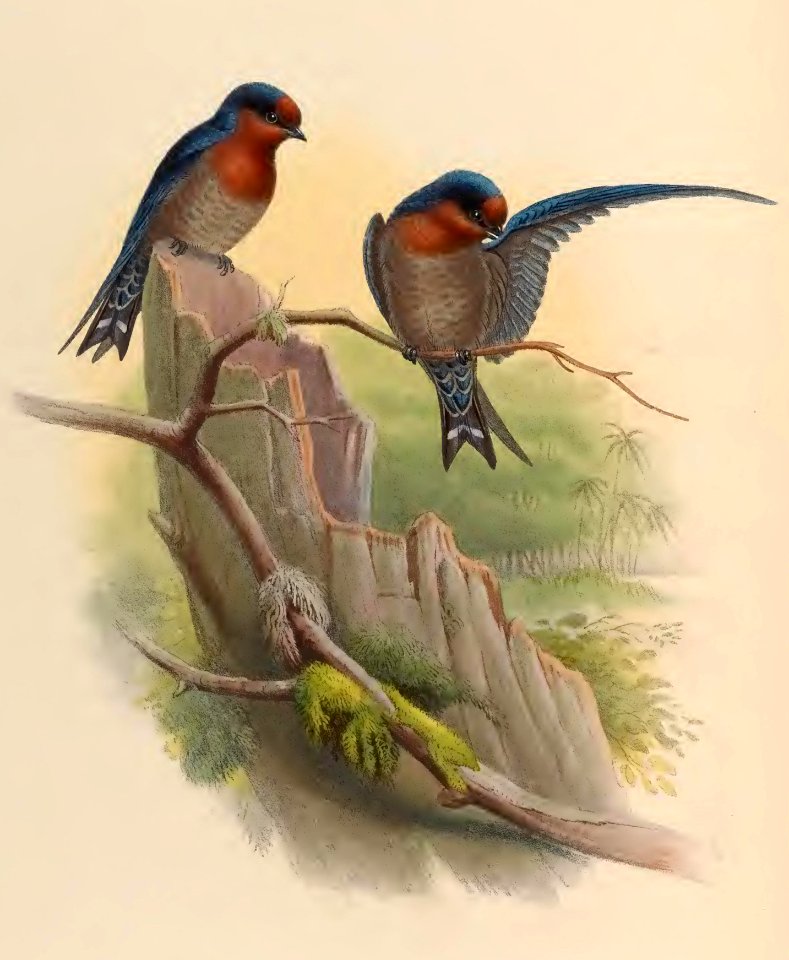 1 32 Bungalow Swallow