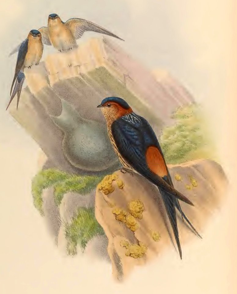 1 28 Daurian Mosque Swallow