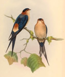 1 27 Western Mosque Swallow