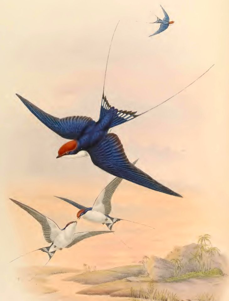 1 26 Wire tailed Swallow