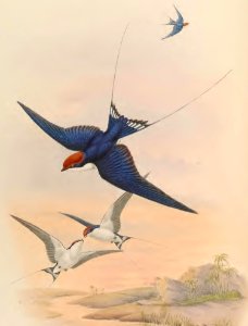 1 26 Wire tailed Swallow