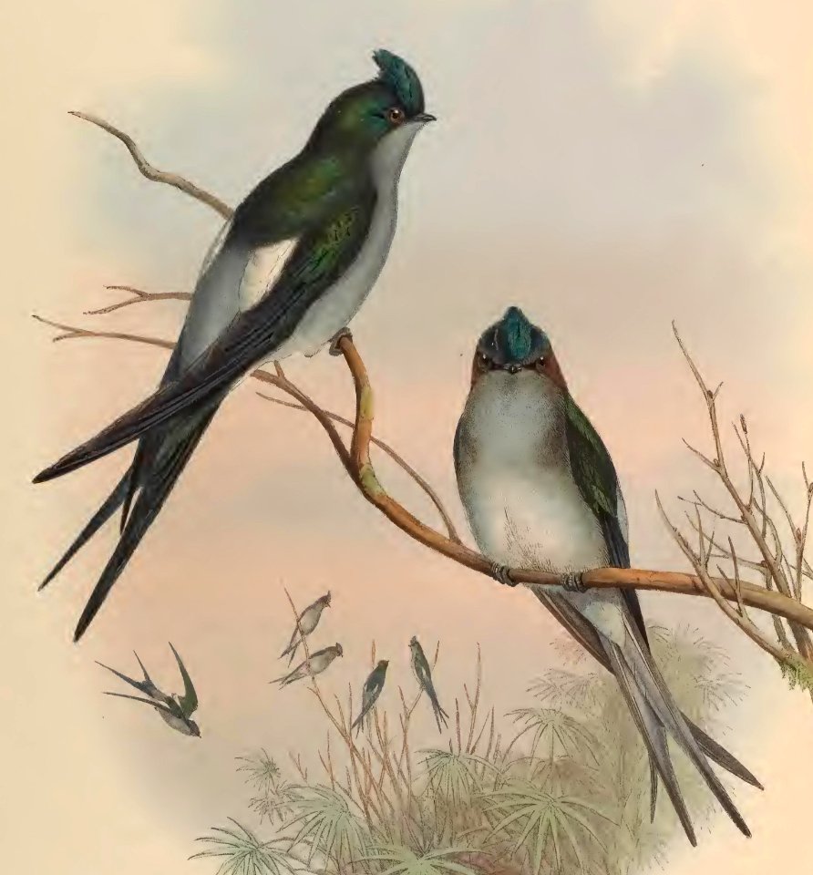 1 22 Klecho Tree Swift