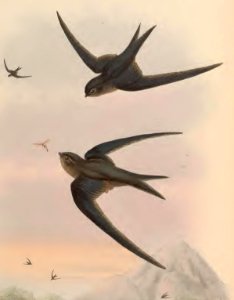 1 20 Palm Roof Swift