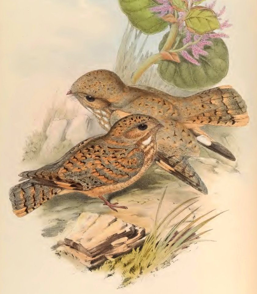 1 19 Mahratta Nightjar