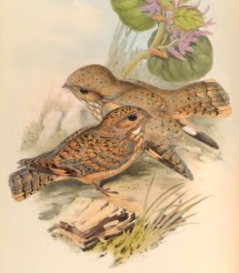 1 19 Mahratta Nightjar