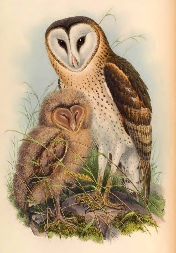 1 18 Grass Owl