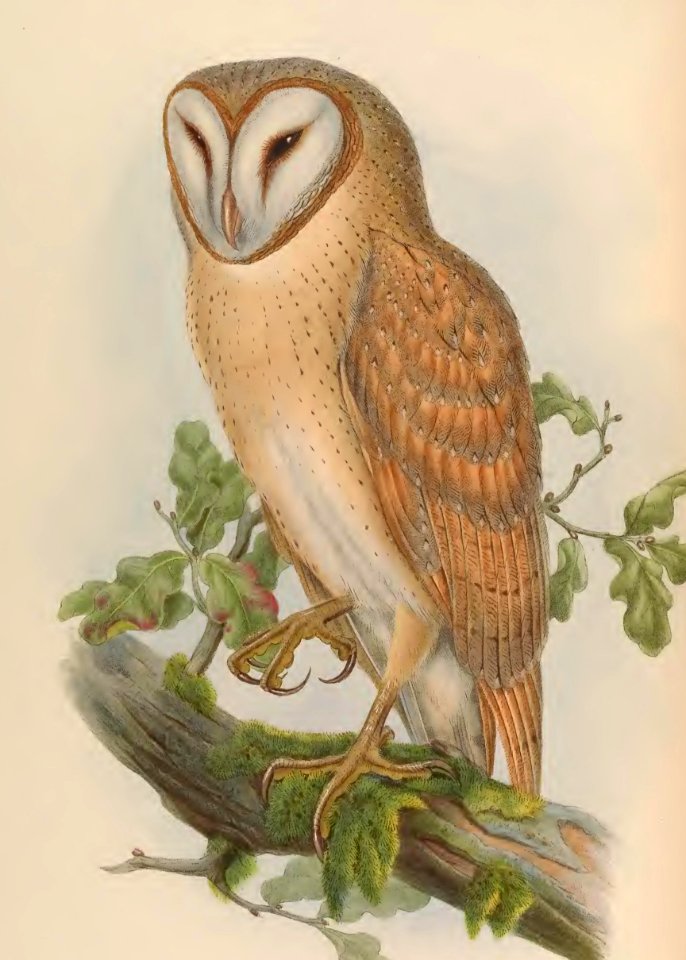 1 17 Indian Screech Owl