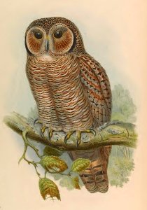 1 16 Speckled Wood Owl
