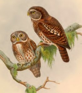 1 15 Brodies Owlet