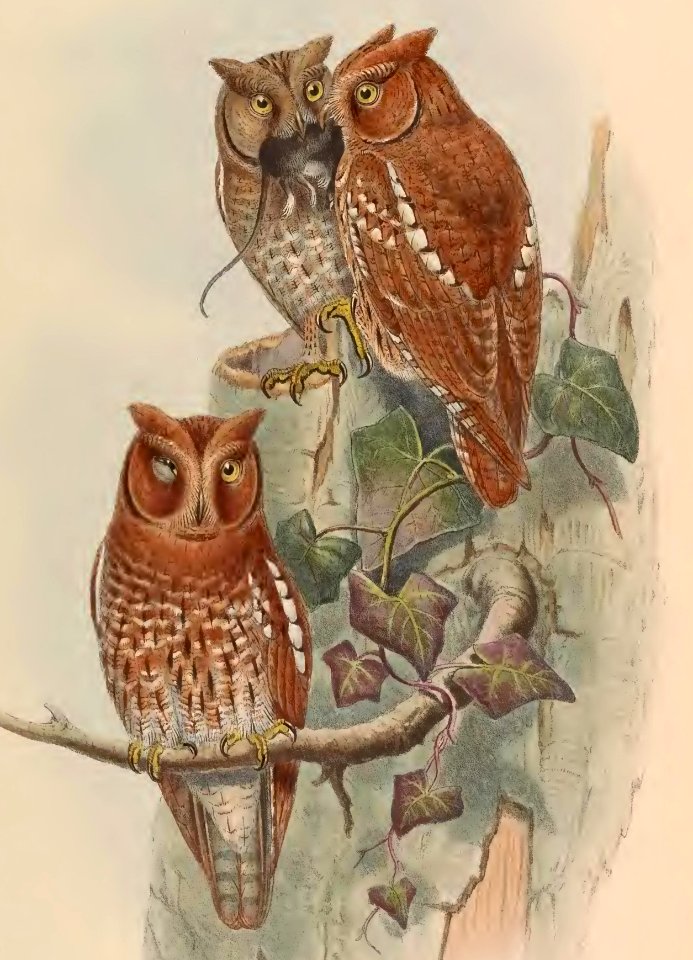 1 13 Indian Scops Owl
