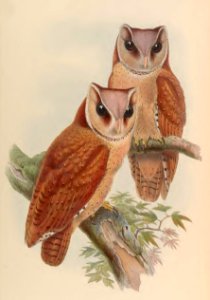 1 14 Bay Owl