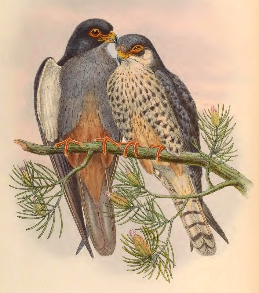 1 08 White winged Red footed Kestrel