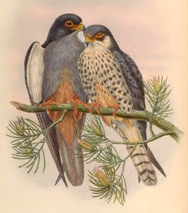 1 08 White winged Red footed Kestrel