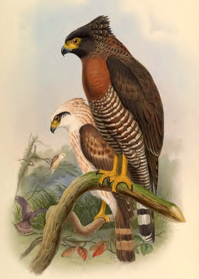1 09 Rufous breasted Spilornis