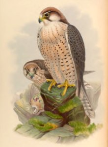 1 06 Lanner Falcon