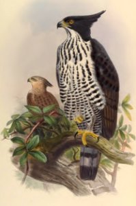 1 10 Spizaetus Alboniger