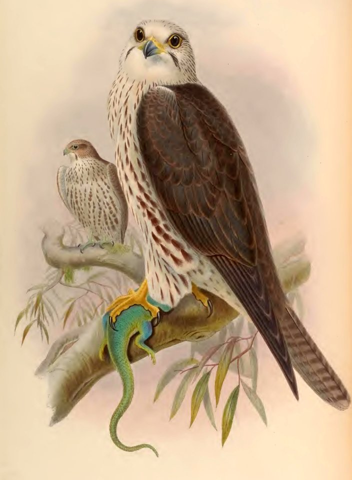 1 05 Saker Falcon