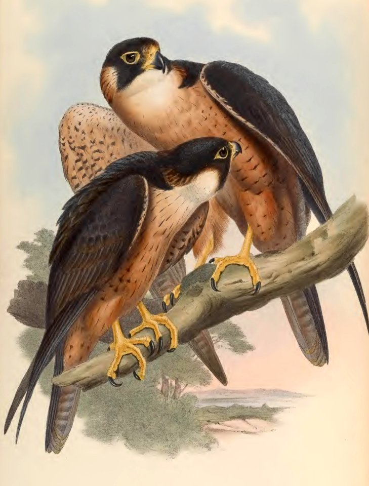 1 03 Shaheen Falcon