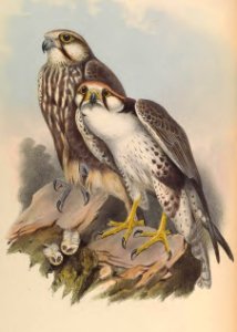 1 07 Jugger Falcon