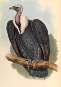 1 02 Bengal Vulture