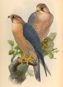 1 04 Red Naped Falcon