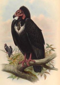 1 01 Black Vulture