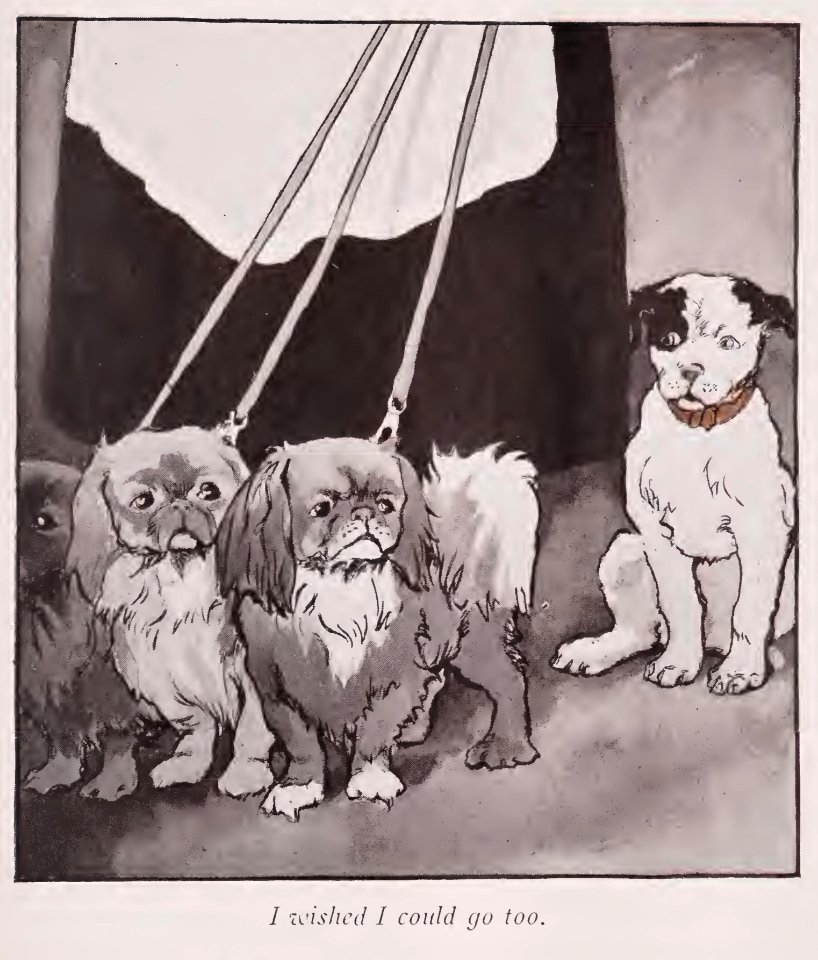 BlackEyed Puppy 04