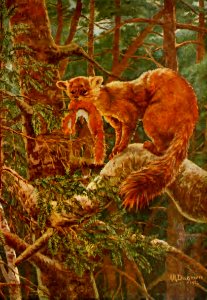 A Radclyffe Dugmore - Pine Marten