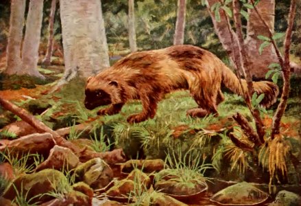 A Radclyffe Dugmore - Wolverine
