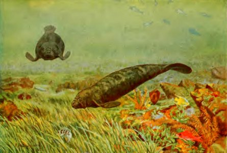 A Radclyffe Dugmore - Manatees
