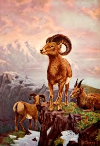 A Radclyffe Dugmore - Bighorn Sheep