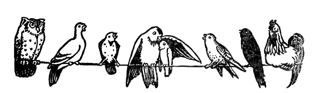 birds perching