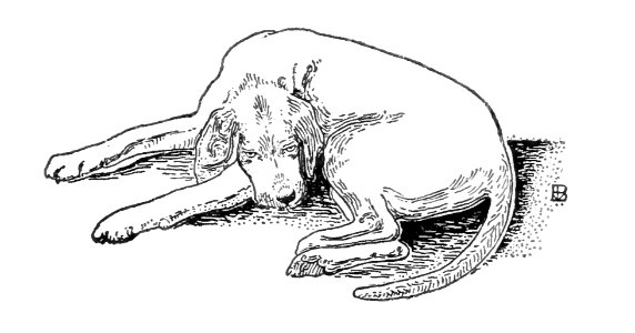 sleeping dog