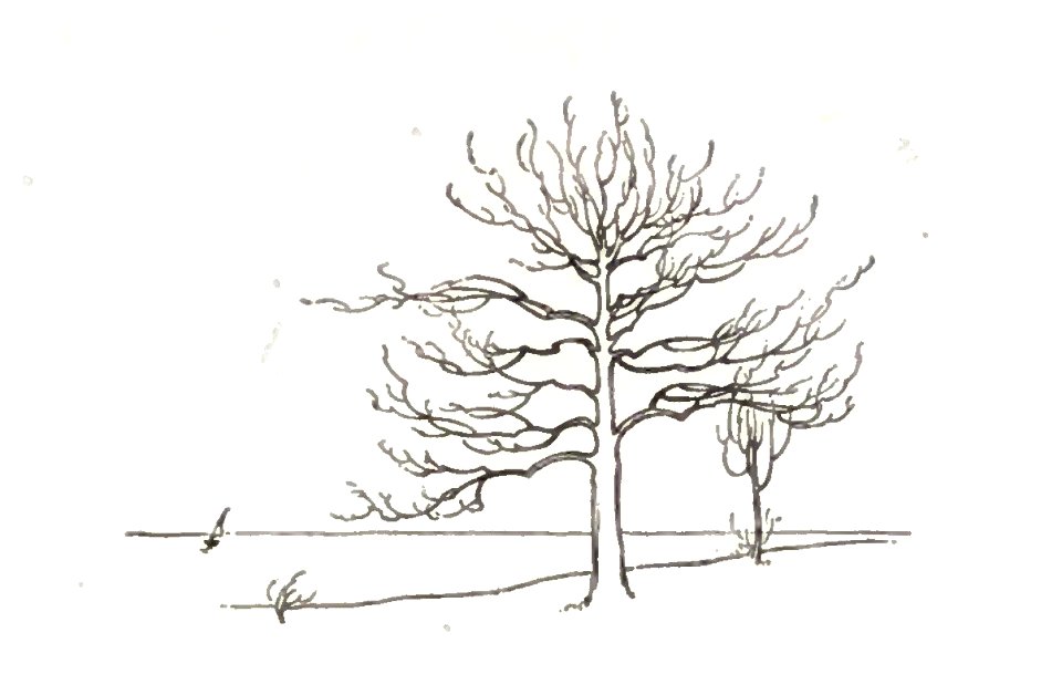 winter trees