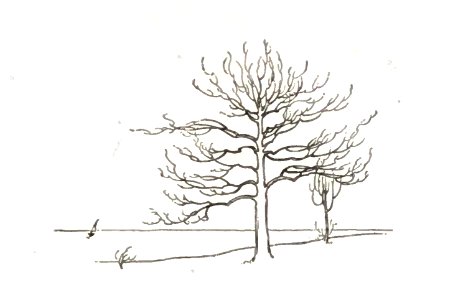 winter trees. Free illustration for personal and commercial use.