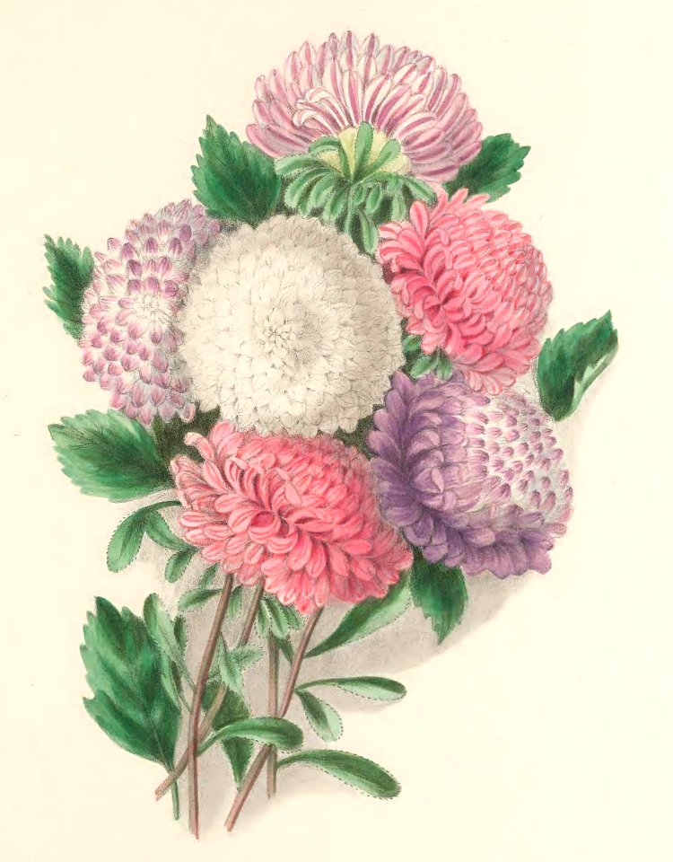 Floral Belles 16