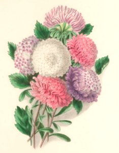 Floral Belles 16