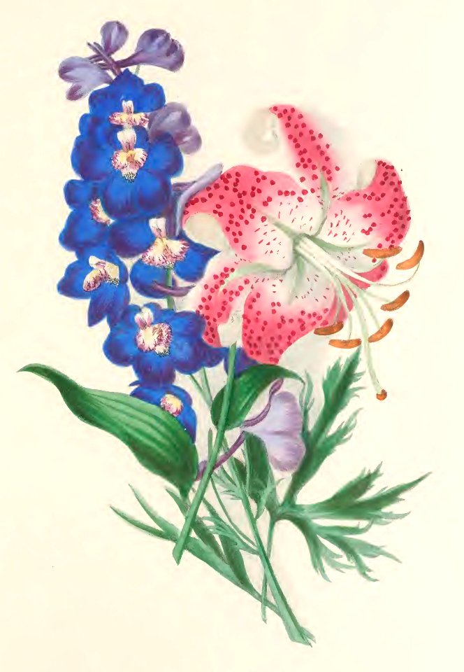 Floral Belles 15