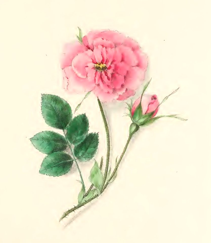 Floral Belles 14