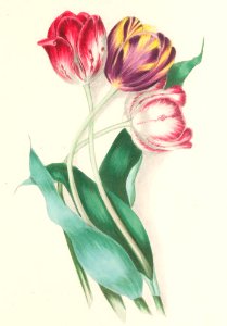 Floral Belles 13