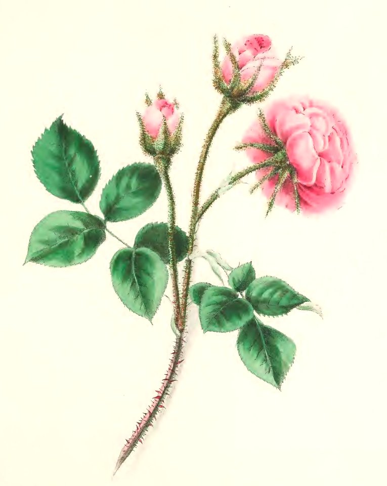 Floral Belles 12