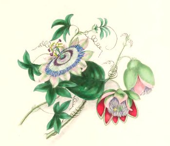 Floral Belles 08