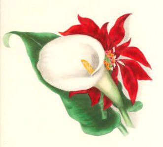 Floral Belles 07
