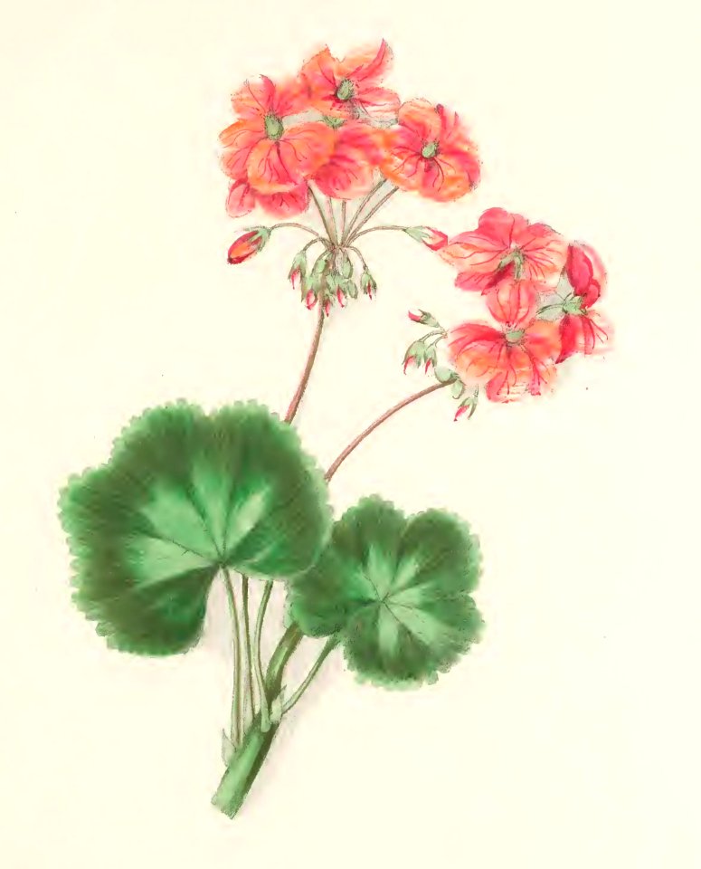 Floral Belles 06