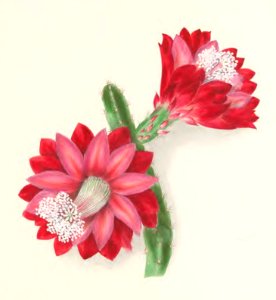Floral Belles 05